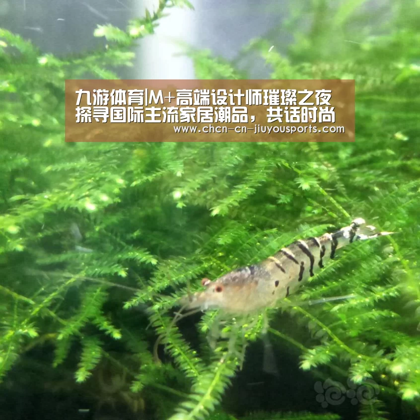 九游体育